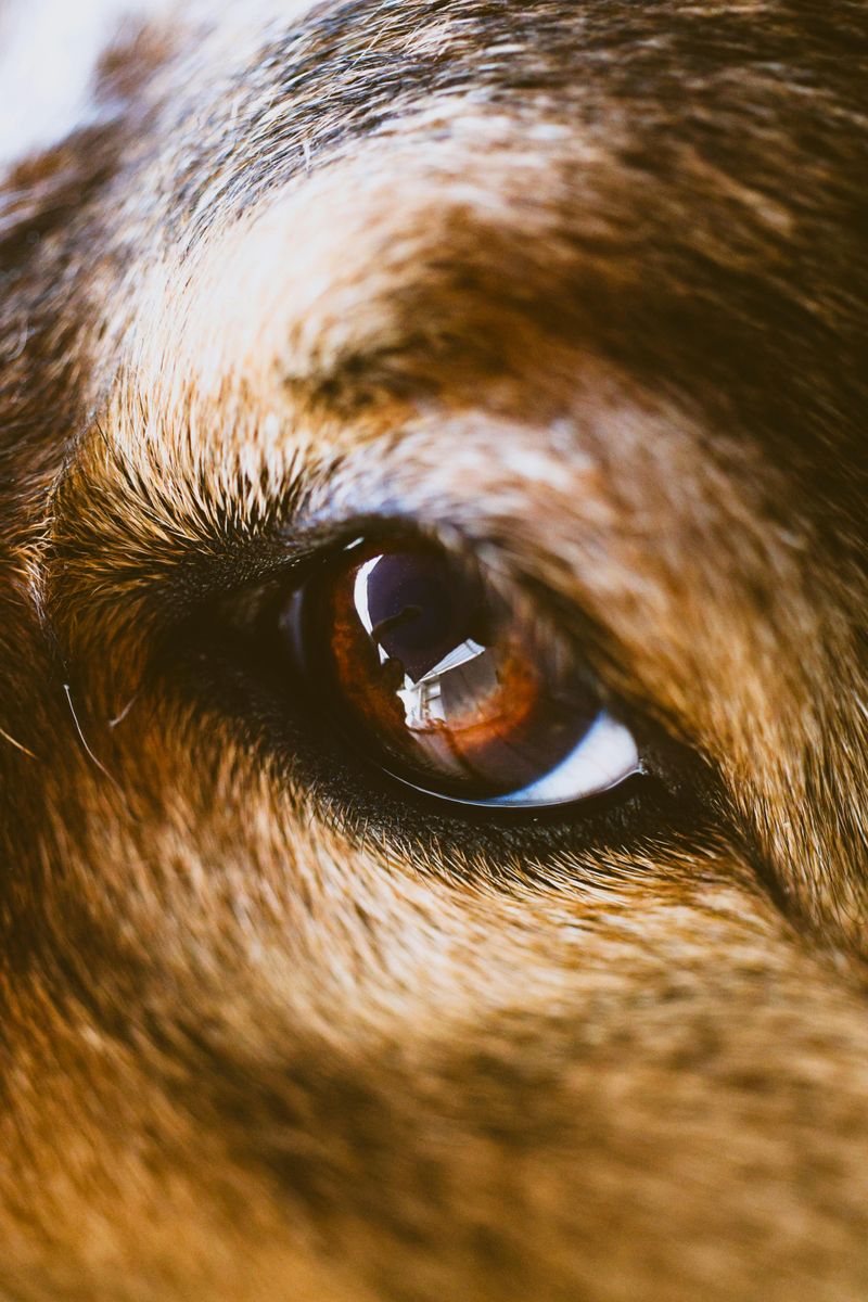 Dog DNA Is Still Evolving — 11 Breed Influences You Didn’t Know Could Be Genetic 11 Scent-Driven vs Sight-Driven Predisposition