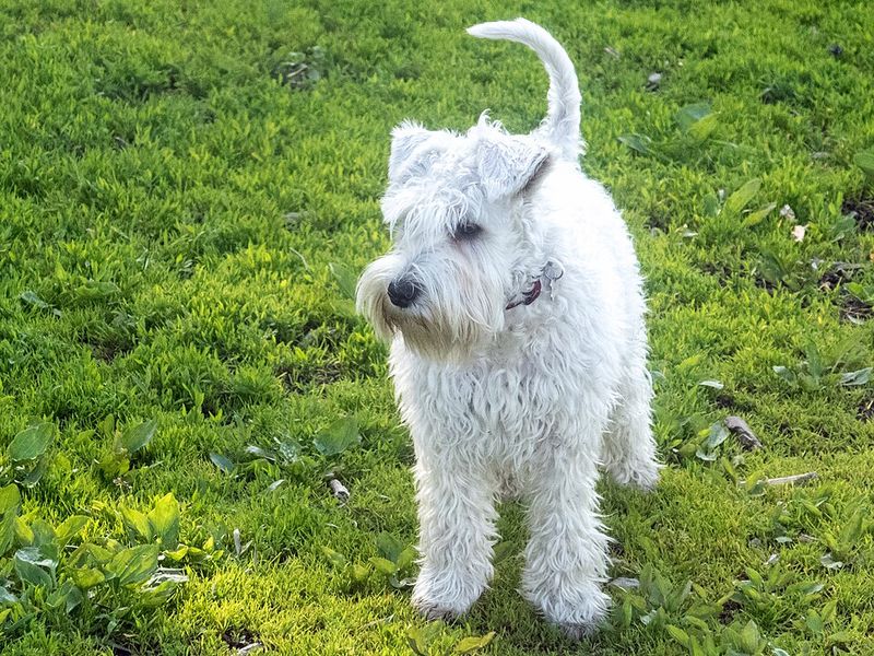 Small enough for your lap doesn't necessarily mean too small to sound the alarm 2 Miniature Schnauzer - mustache with a mission