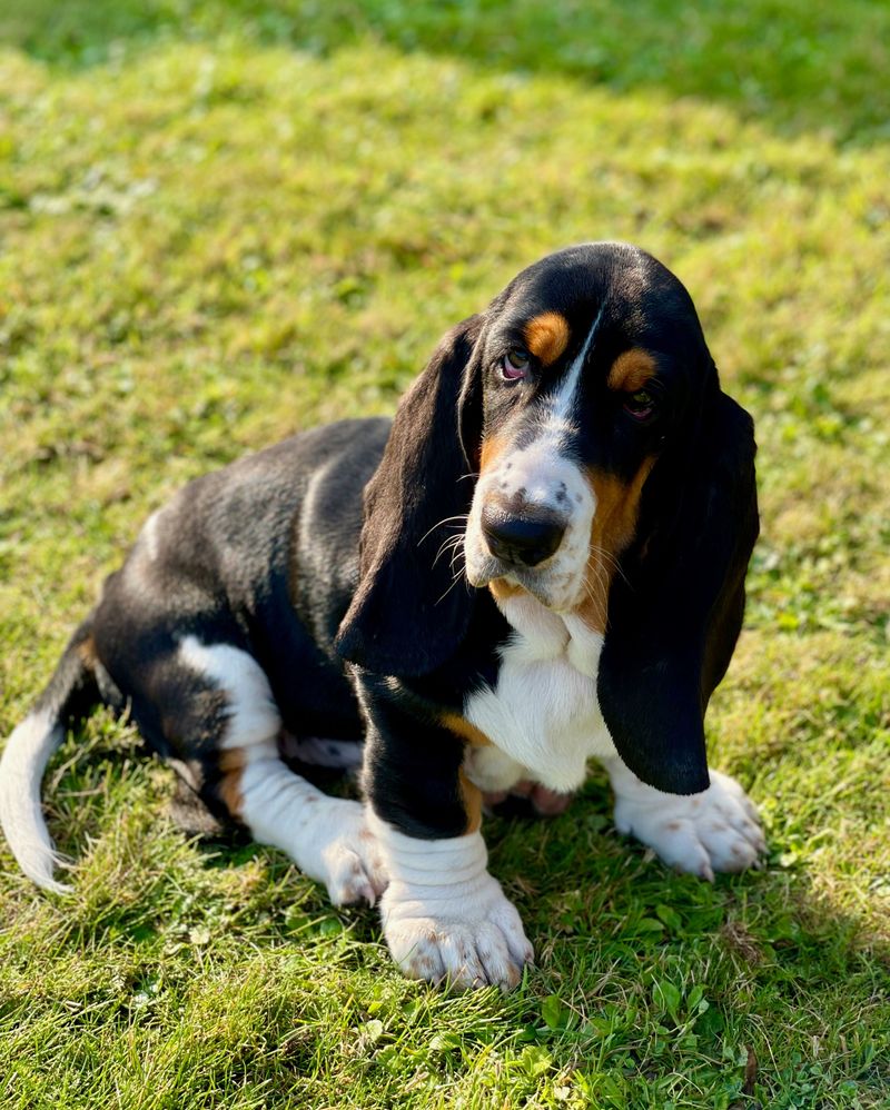 These dog breeds earned a stubborn reputation - yet mindless repetition rarely works on them 12 Basset Hound