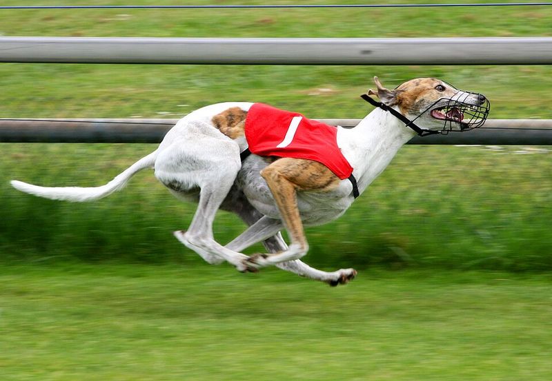 Greyhound