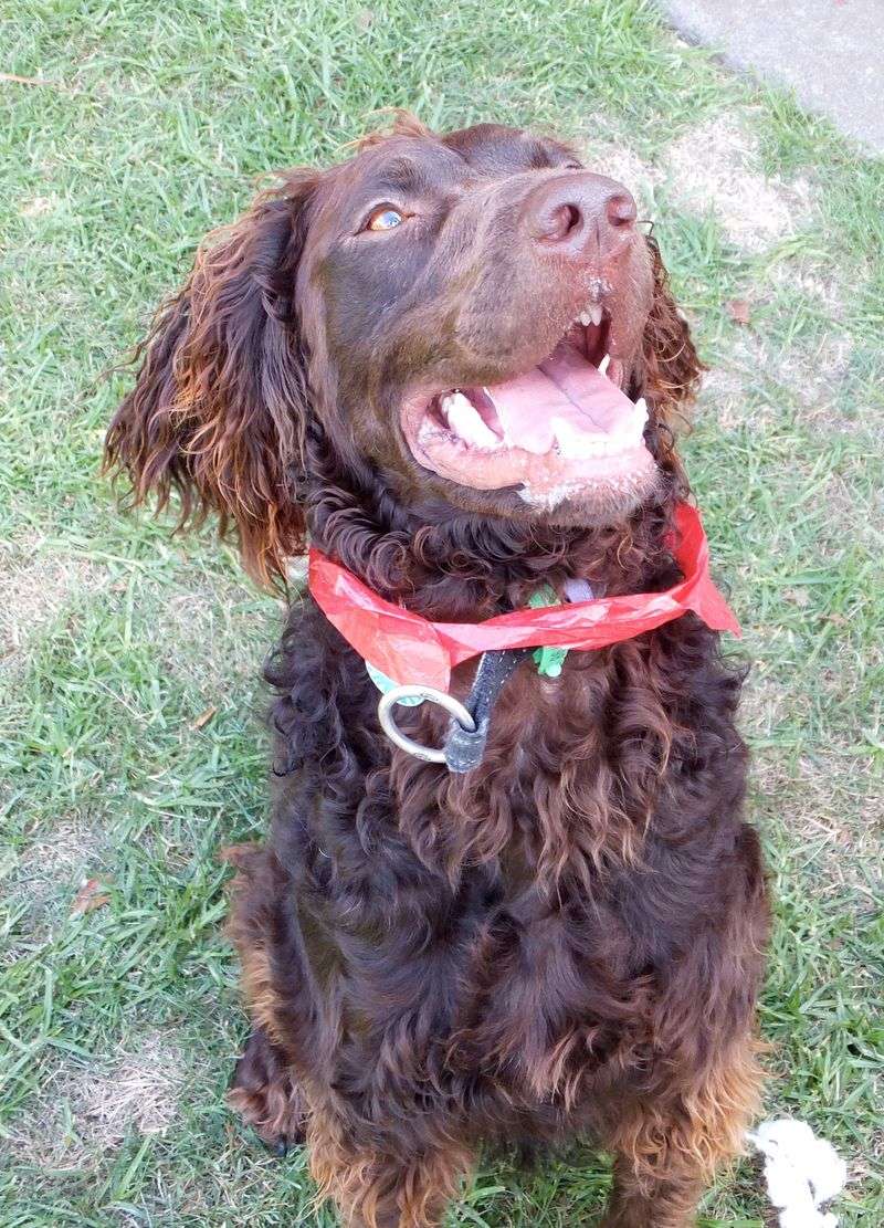 Curly-Coated Retriever