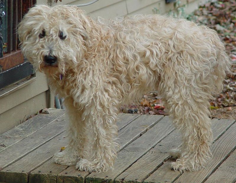 Soft Coated Wheaten Terrier