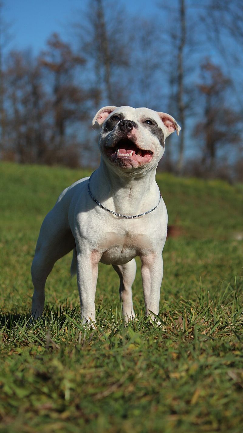 12 medium dogs with enough energy for active families - without taking up half the living room 8 Staffordshire Bull Terrier