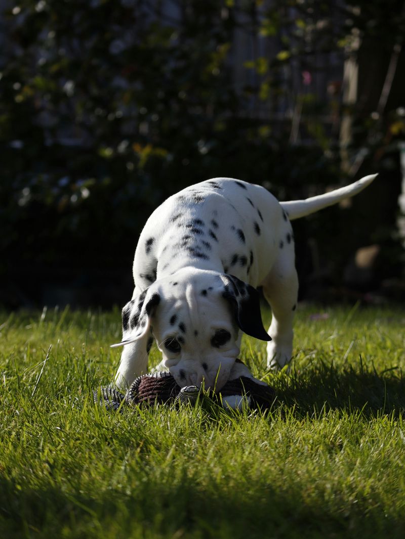 11 High-Energy Dog Types That Will Destroy Your House Without Proper Exercise 5 Dalmatians