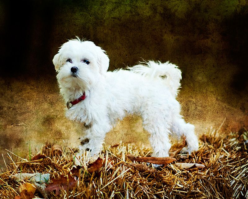 If you love soft, cuddly dogs, these 11 breeds are hard to beat 7 Maltese