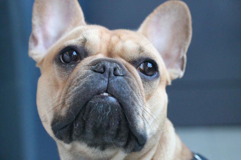 15 Cuddly Dog Breeds That Enjoy Staying Close to Their Owners 6 French Bulldog