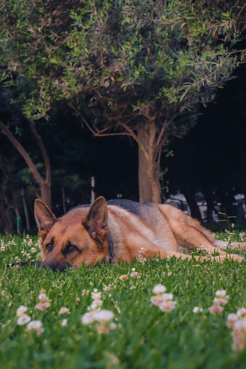11 dog breeds that don't need louder owners – they need clearer ones 2 German Shepherd