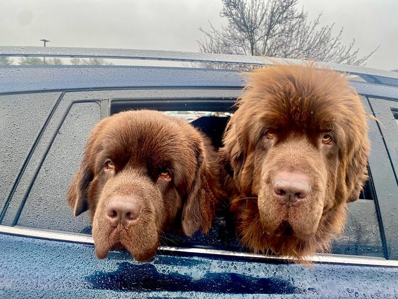 Research Reveals 25 Dog Breeds with the Shortest Average Lifespans — and Why 8 Newfoundland