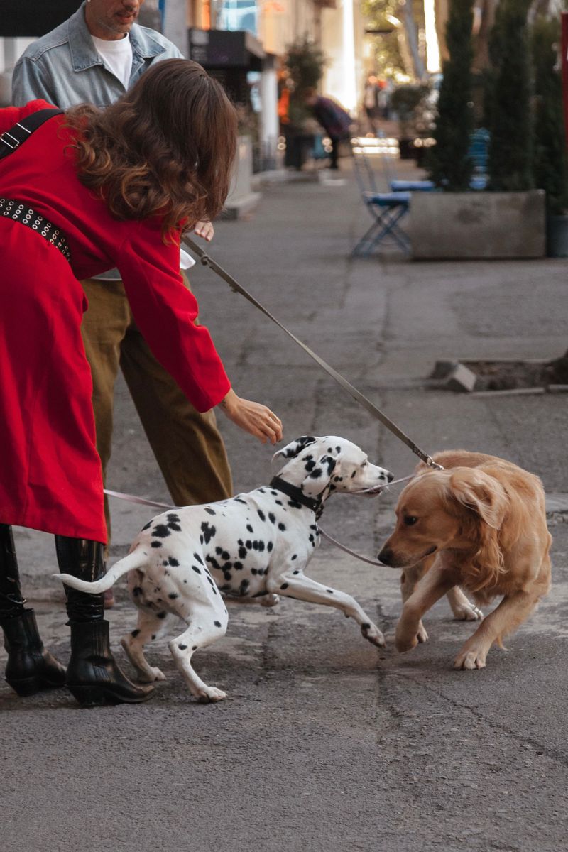 Many dogs pull because of routines owners accidentally repeat every day 4 Inconsistent leash rules between family members