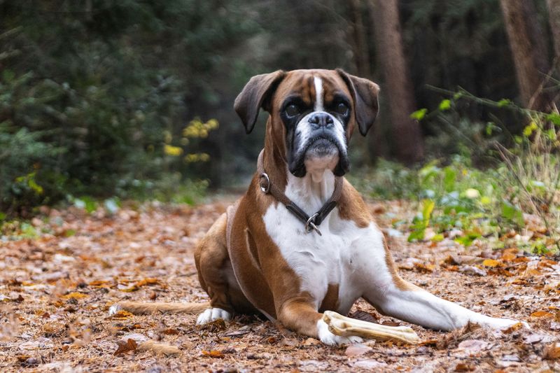 The happiest homes often share one thing in common - and these 11 dog breeds fit right in 5 Boxer