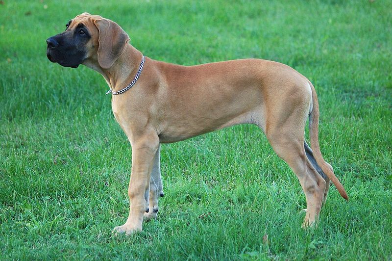 Great Dane