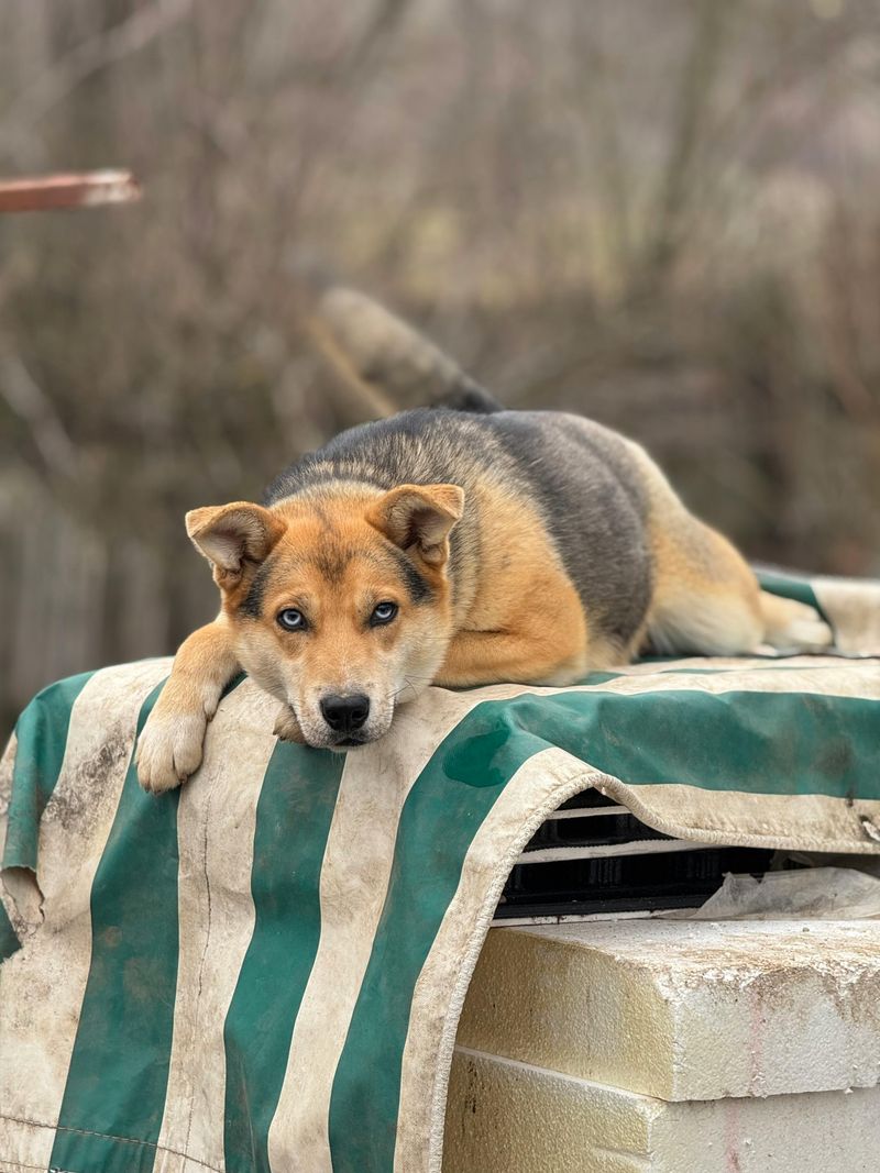 11 safe ways to help your dog meet other dogs 9 Stay relaxed and confident