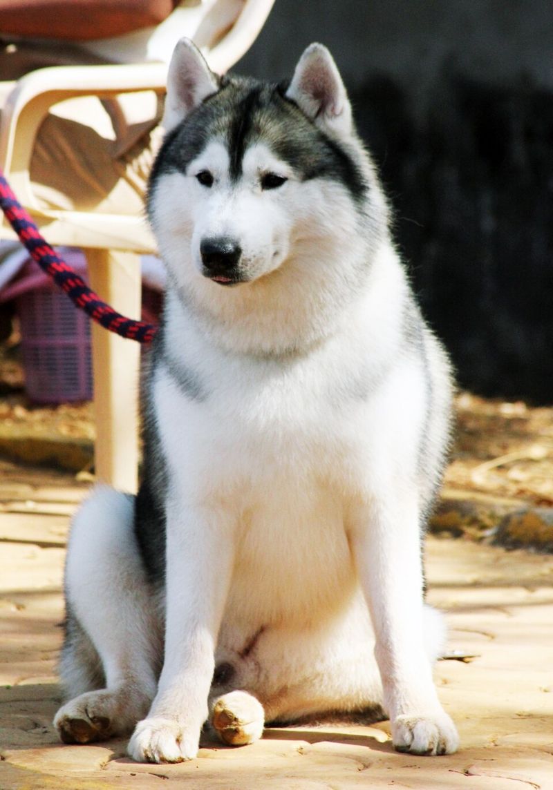 When rain keeps everyone inside, these active dogs still need something meaningful to do 8 Siberian Husky