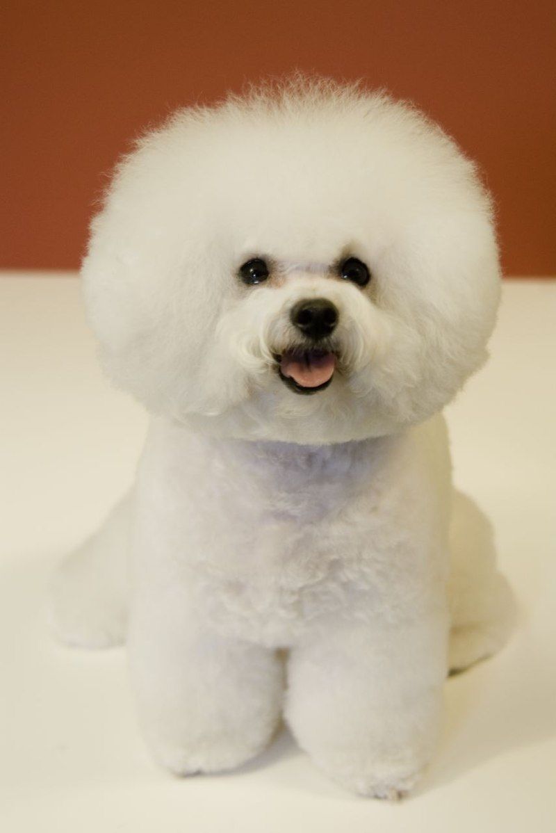 22 White Dog Breeds Recognized for Their Elegant Appearance 3 Bichon Frise