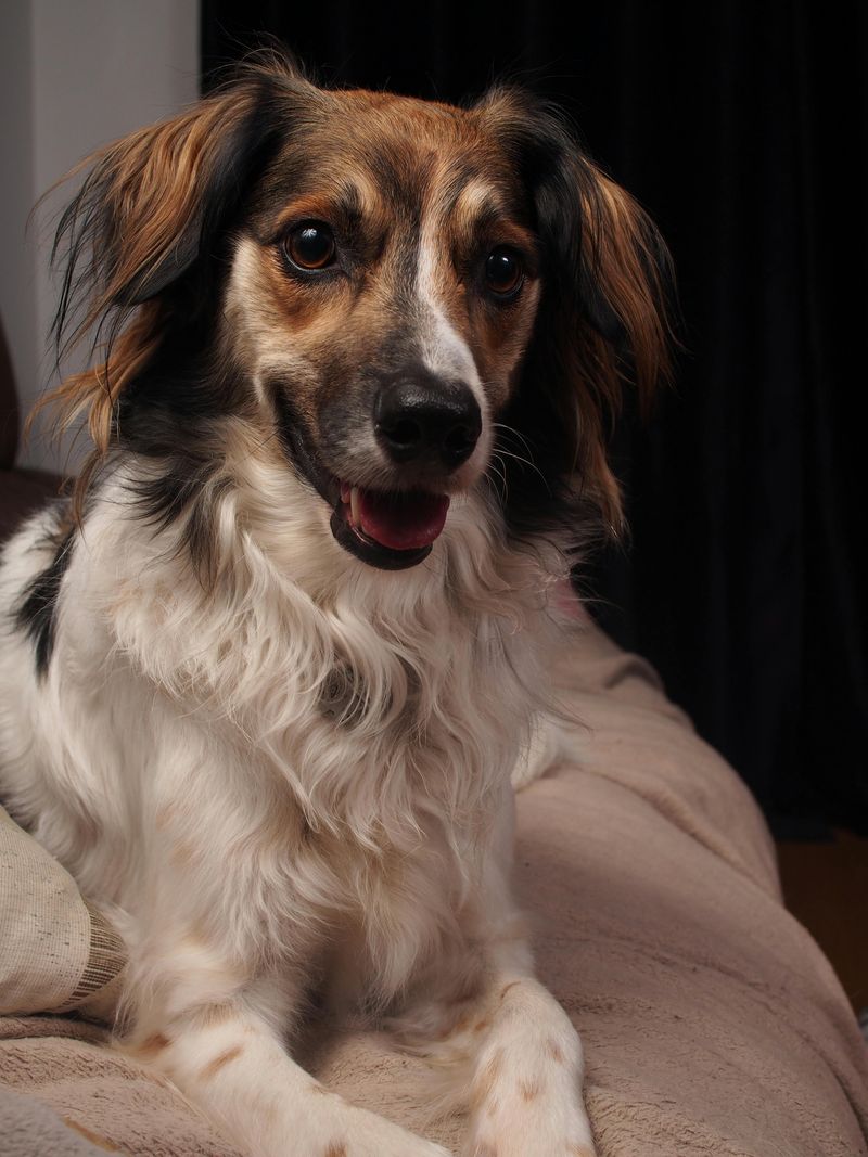 Keeps ears and tail in a relaxed position