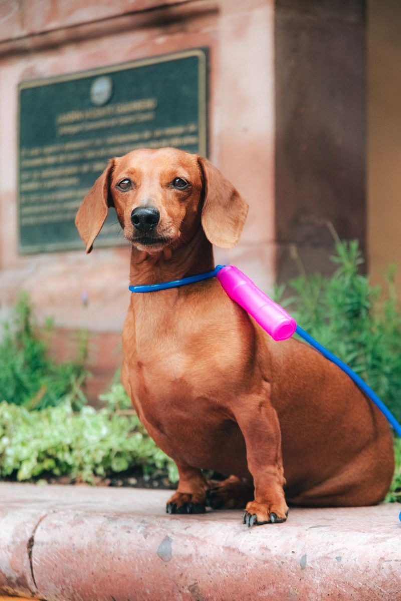 Think your dog is distracted on walks? Their nose may be telling them far more than you realize 5 Dachshund - the tunnel historian