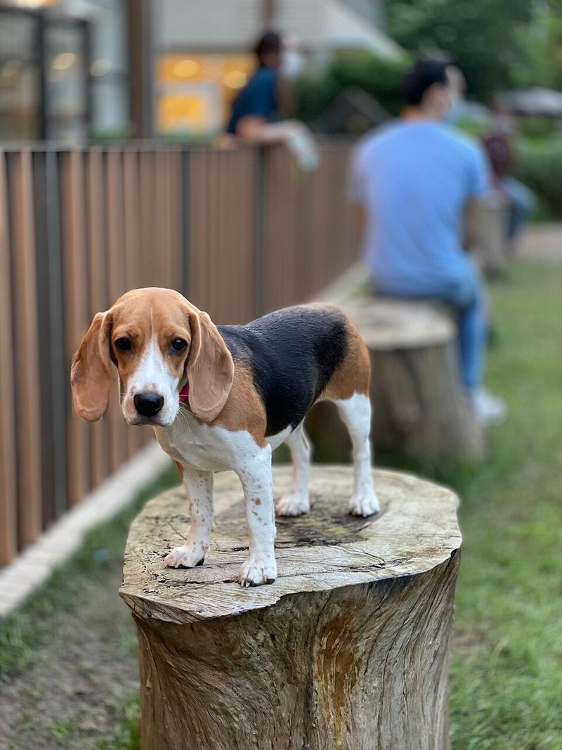 Beagle