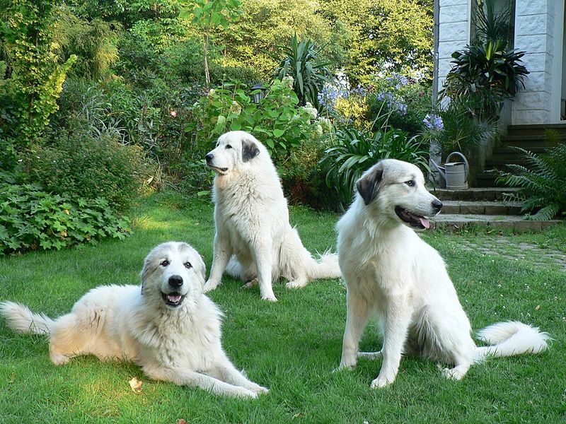 Great Pyrenees