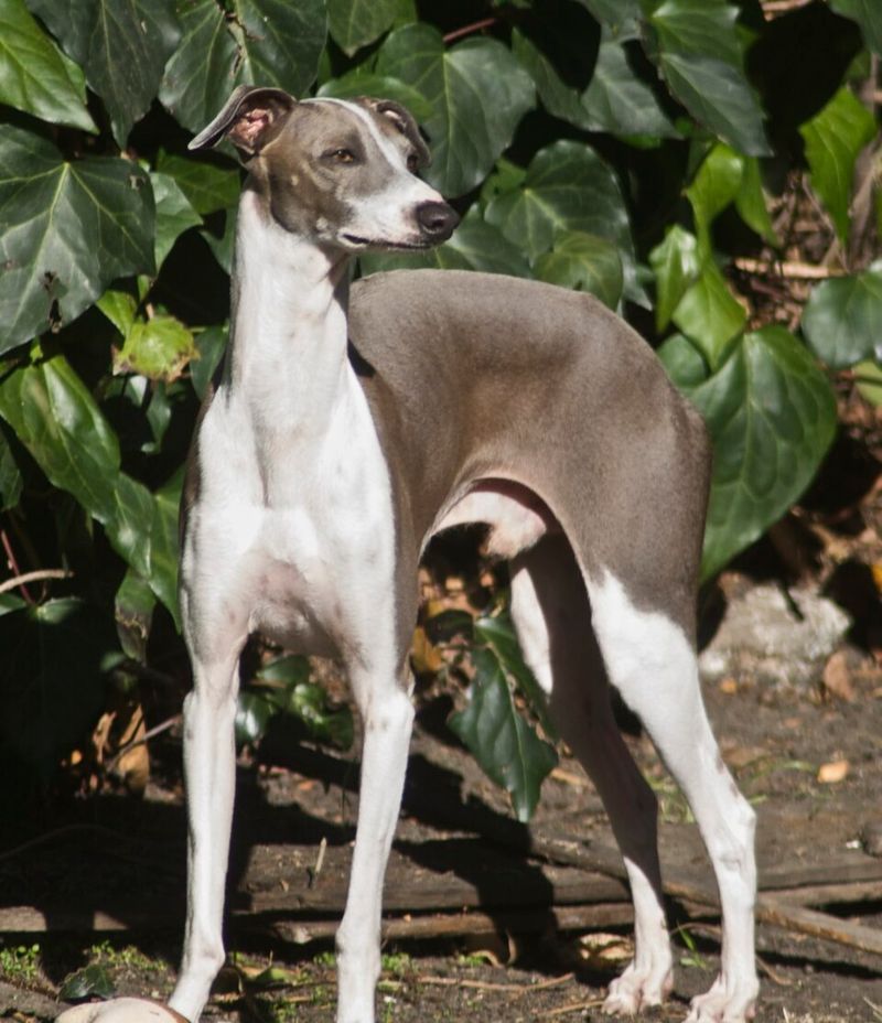 These 11 dogs are emotionally sensitive and may need extra reassurance 3 Italian Greyhound