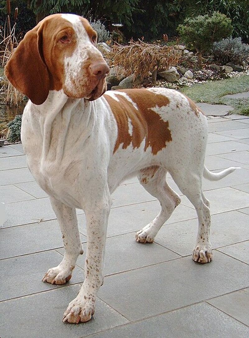 Bracco Italiano