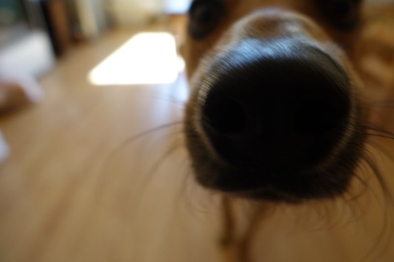 Dogs + Smart Homes Are Merging - 12 Features People Add Specifically for Pet Comfort 11 Camera with Two-Way Audio