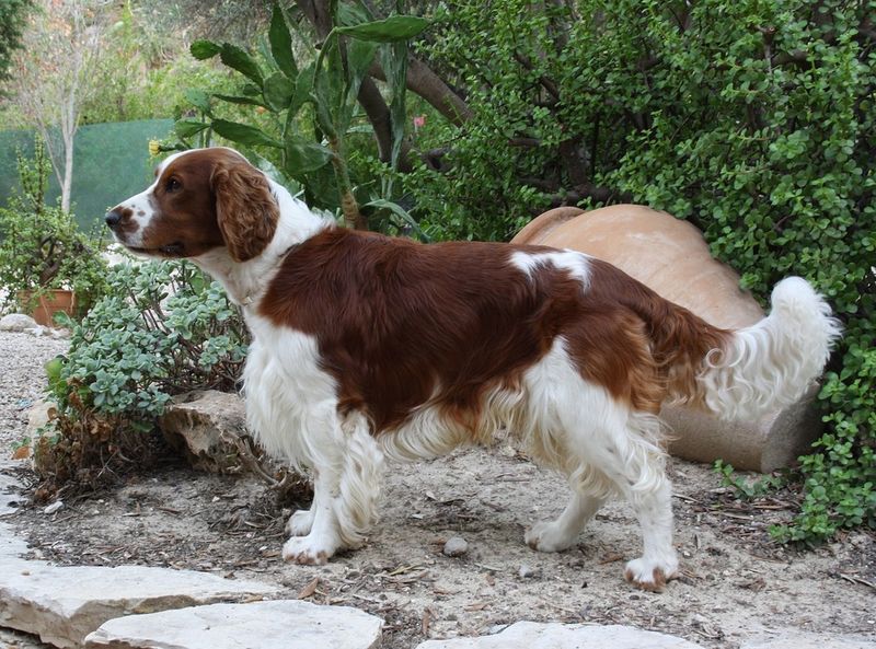 English Springer Spaniel