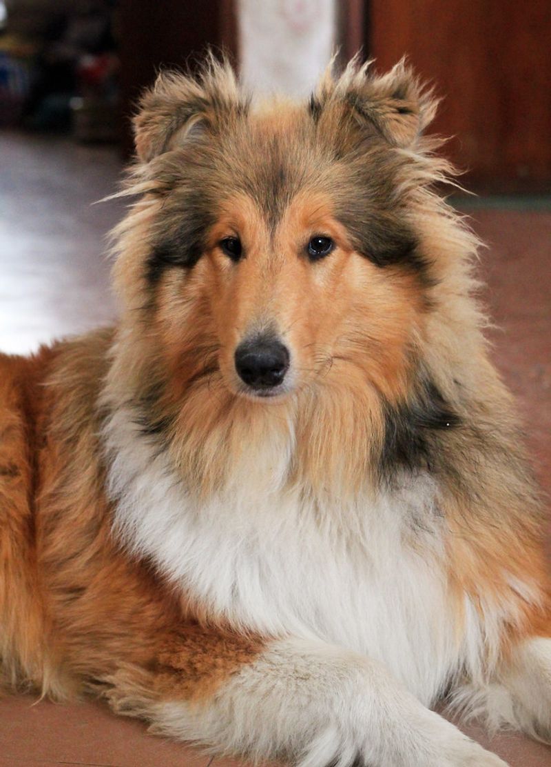 Rough Collie