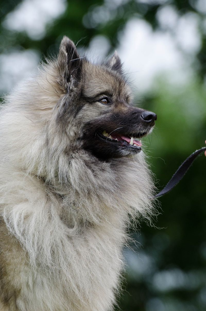 Keeshond