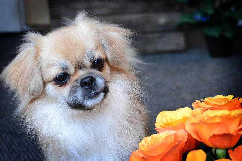 These companions often assess new situations before taking action 9 Tibetan Spaniel