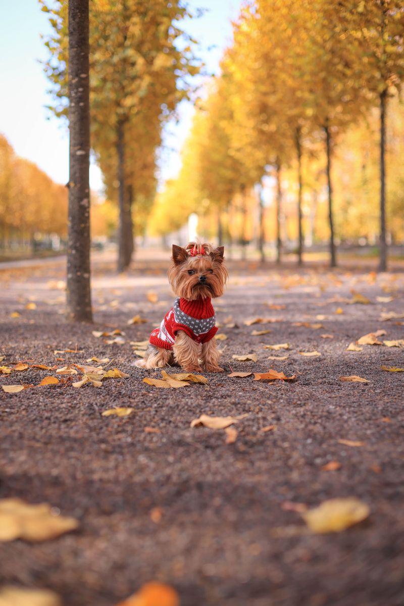 13 small dogs that combine big personalities with a love of human company 3 Yorkshire Terrier