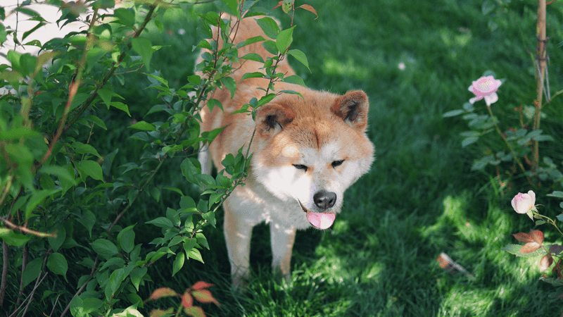 These 13 dog breeds stay loyal long after the bond is formed - plus 2 owners never forget 8 Akita