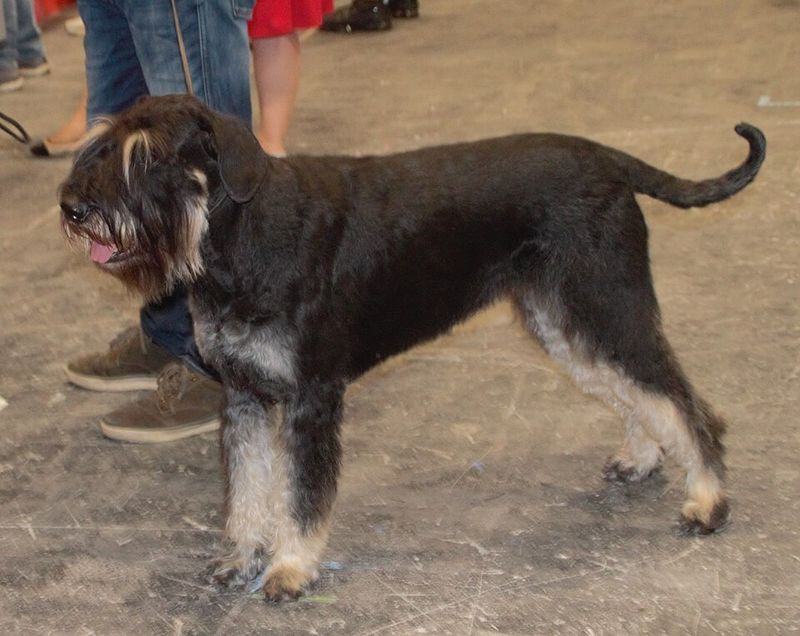 Giant Schnauzer