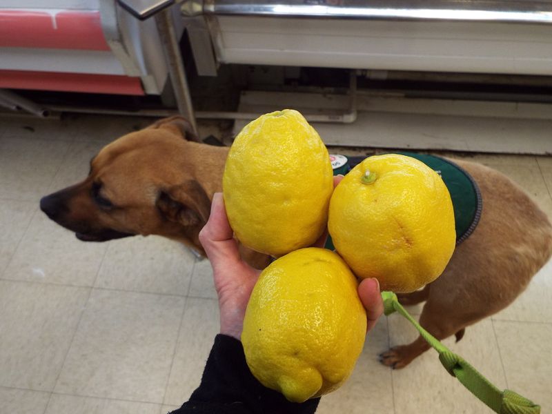 Citrus