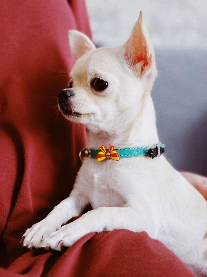 13 dog breeds that don't need everyone to love them – they just need one person who understands them 8 Chihuahua