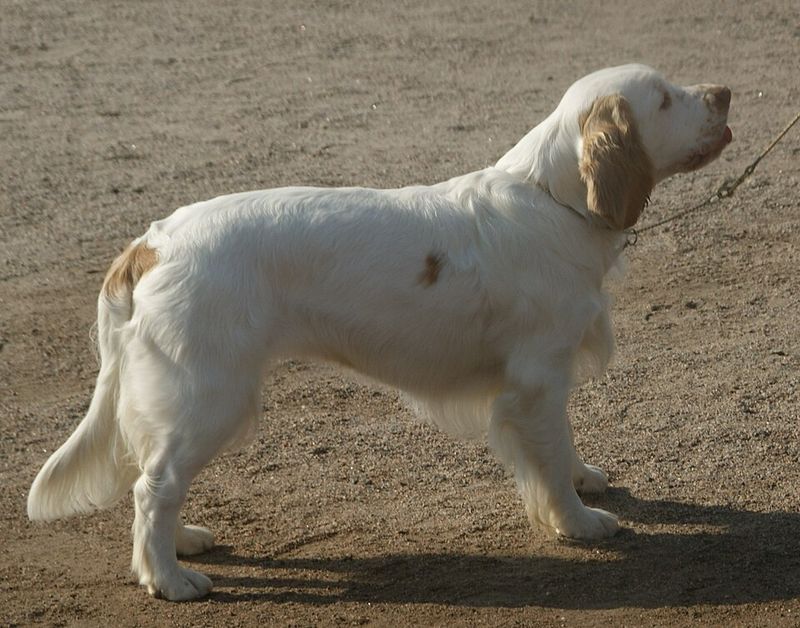 Clumber spaniel
