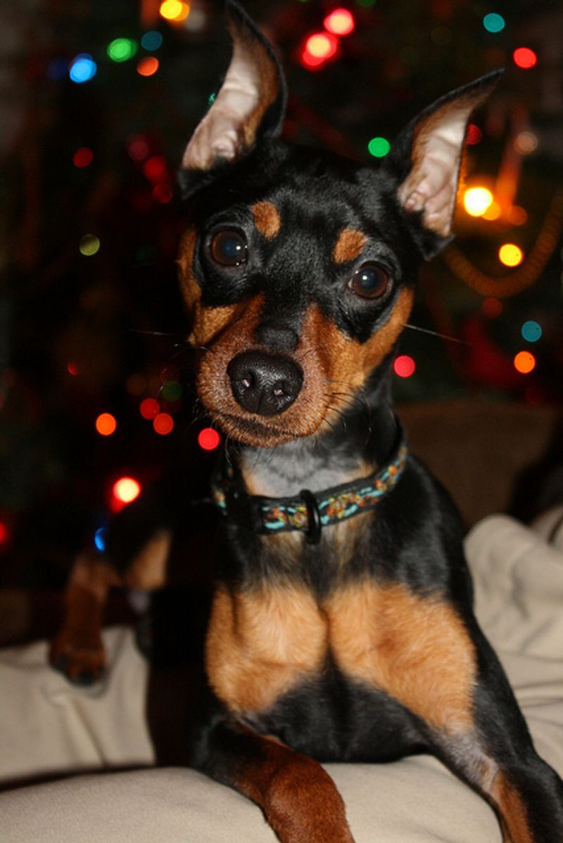 Miniature Pinscher
