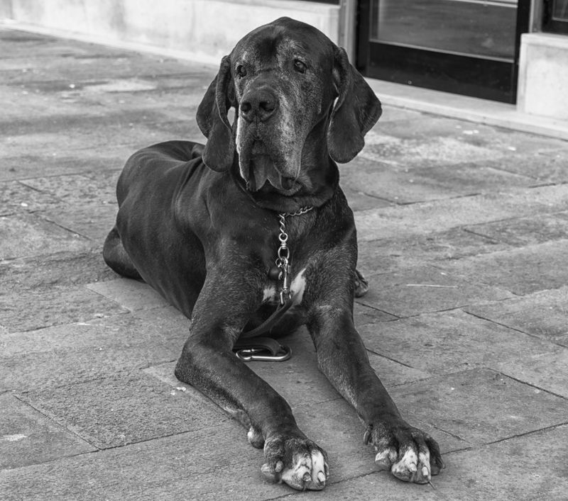 Keeping their cool comes naturally to these emotionally balanced companions 5 Great Dane