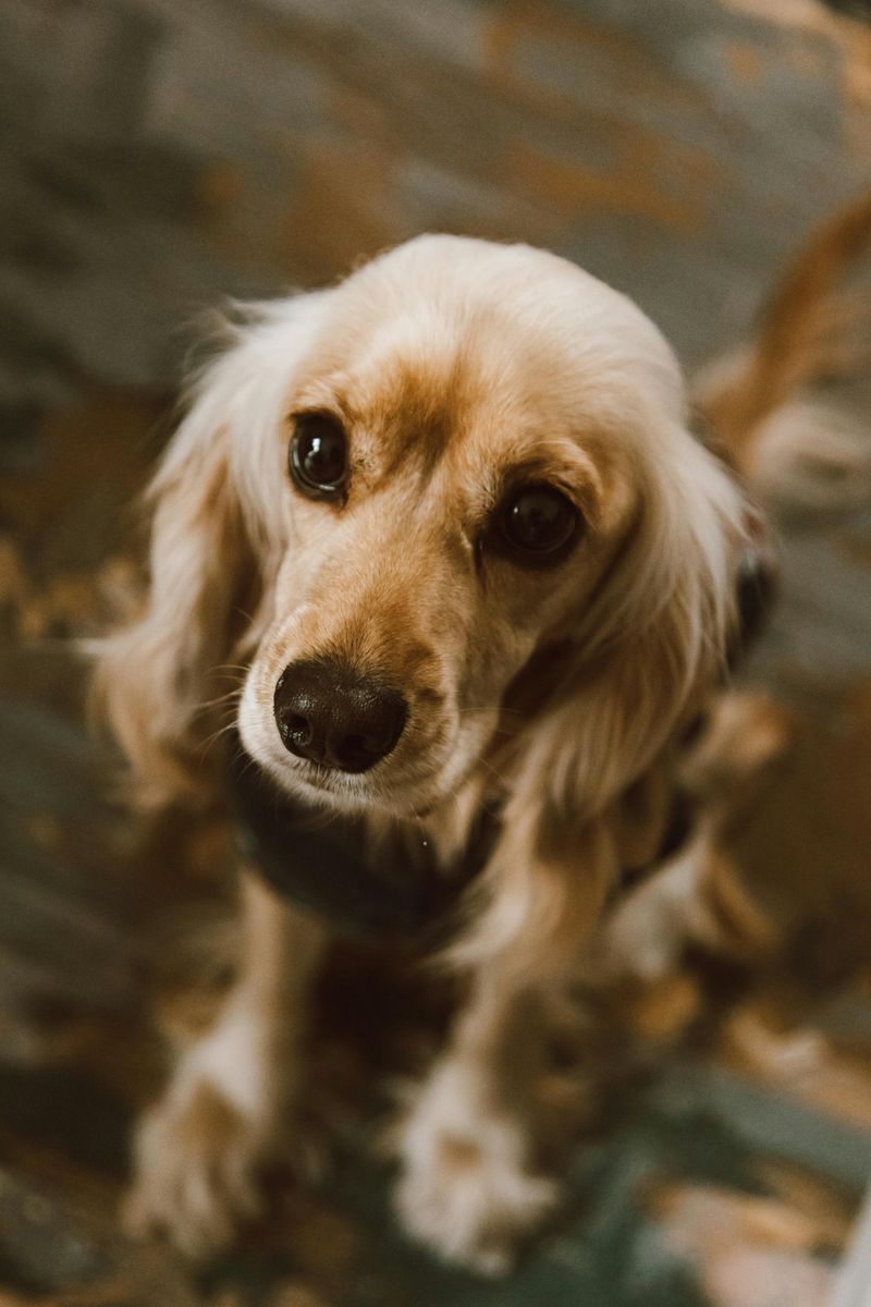 Cocker Spaniel