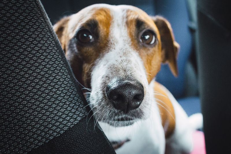 13 dog breeds that often struggle with car rides - plus 3 that absolutely love road trips 17 Jack Russell Terrier