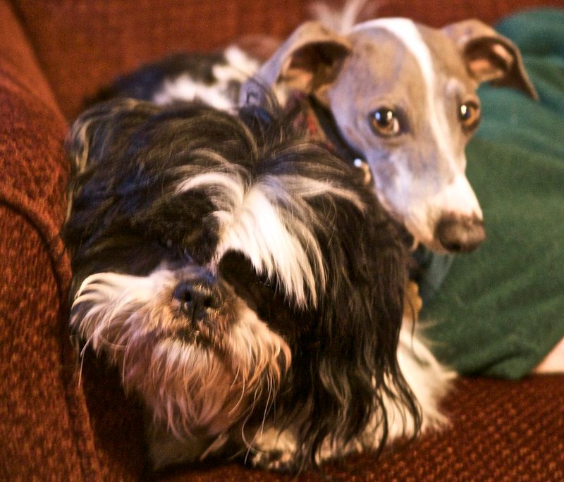 15 Dog Types That Are Happiest Living In Small Apartments 15 Italian Greyhound