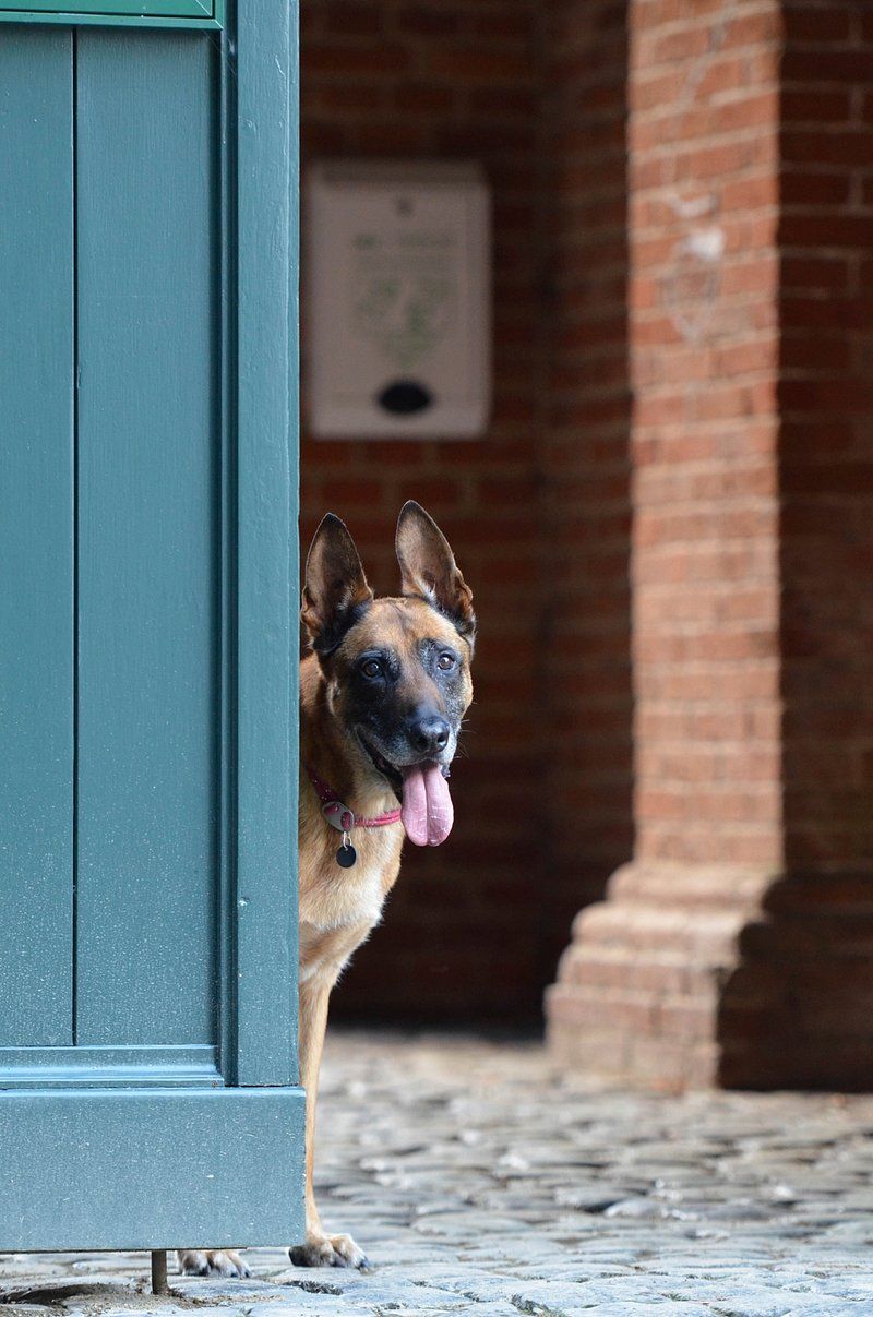 11 dog breeds that demand more than most owners are prepared to give – plus 3 that surprise everyone 2 Belgian Malinois