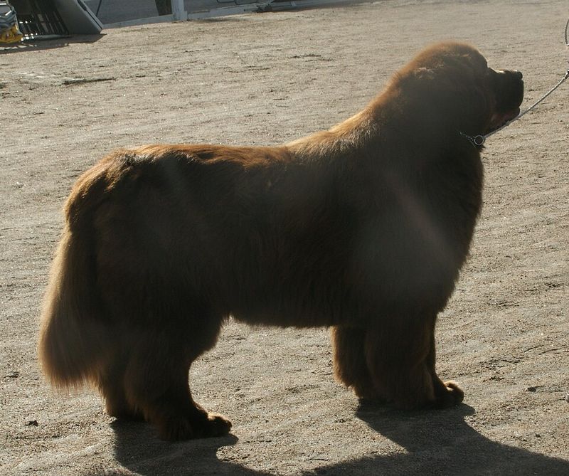 These 10 oversized dogs never seem to realize how big they are 3 Newfoundland