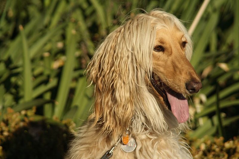 11 dogs that may adore you from across the room - and 2 that won't leave enough room between you 11 Afghan Hound