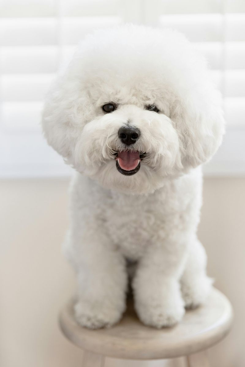 26 Dog Breeds Recognized for Their Unmistakable Vocalizations 11 Bichon Frise