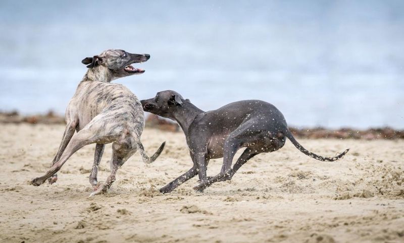 14 dog breeds you should never trust off-leash - no matter how well trained they seem - plus 4 more that will keep you on edge 16 Greyhound