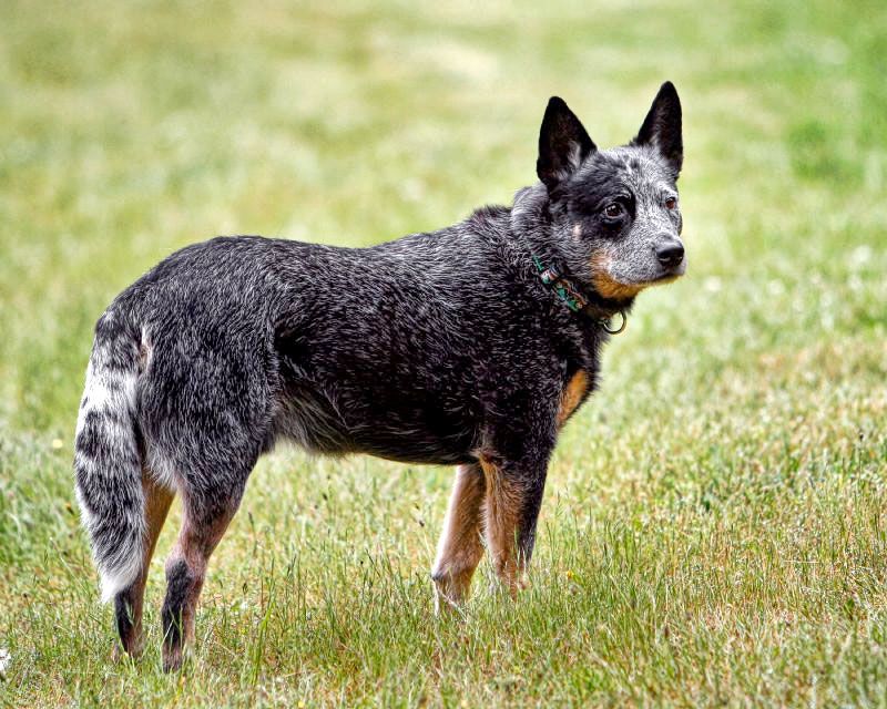 Some dogs handle changing indoor temperatures better than others - Coat and body type can matter 12 Australian Cattle Dog