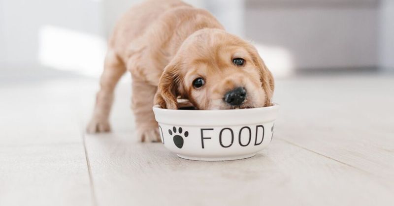 18 Everyday Habits That Lead to a Happier, Healthier Dog 3 Balanced Diet