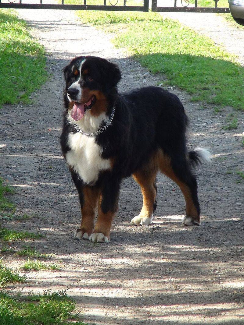 Some dog breeds don't fill the room with excitement - they fill it with reassurance 2 Bernese Mountain Dog