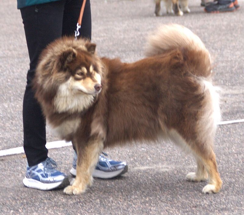 Looking for a naturally steady companion? These dog breeds rarely disappoint 10 Finnish Lapphund