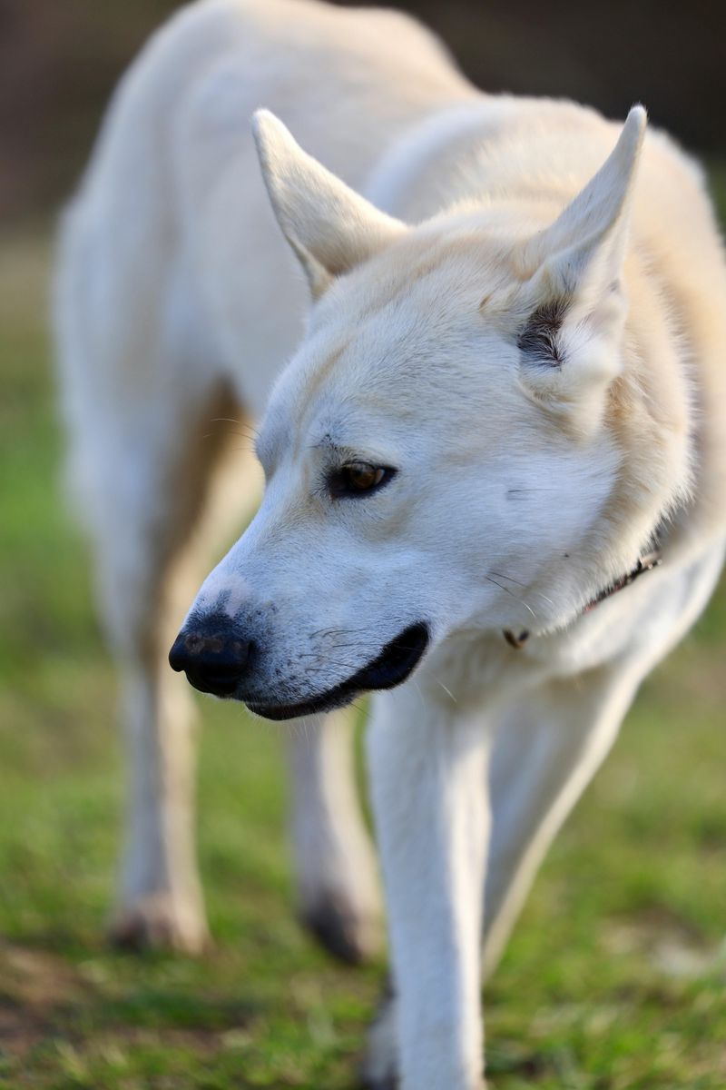 15 Ultra-Rare Dog Breeds You’ll Almost Never Spot in Everyday Life 14 Canaan Dog